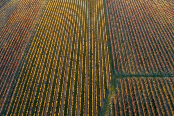 Aerial views on vineyards of Debeli rtič