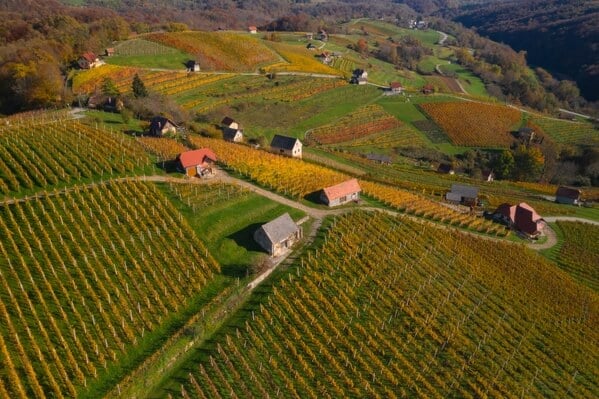 Vineyards in Bela Krajina 