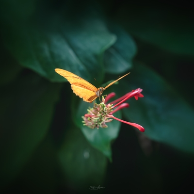 images of the United States - Key West Butterfly and Nature Conservatory