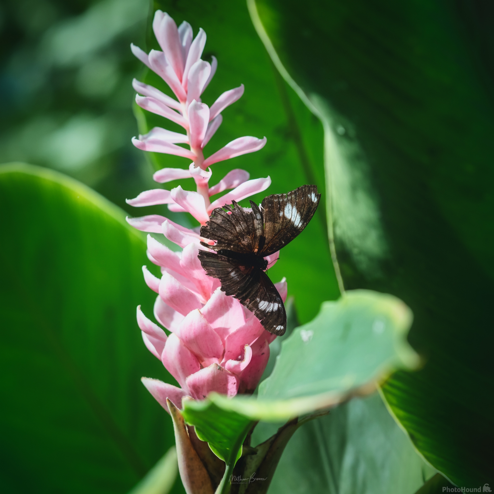 Image of Key West Butterfly and Nature Conservatory by Mathew Browne