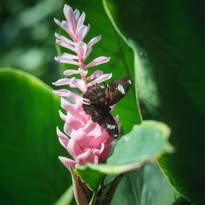 images of the United States - Key West Butterfly and Nature Conservatory