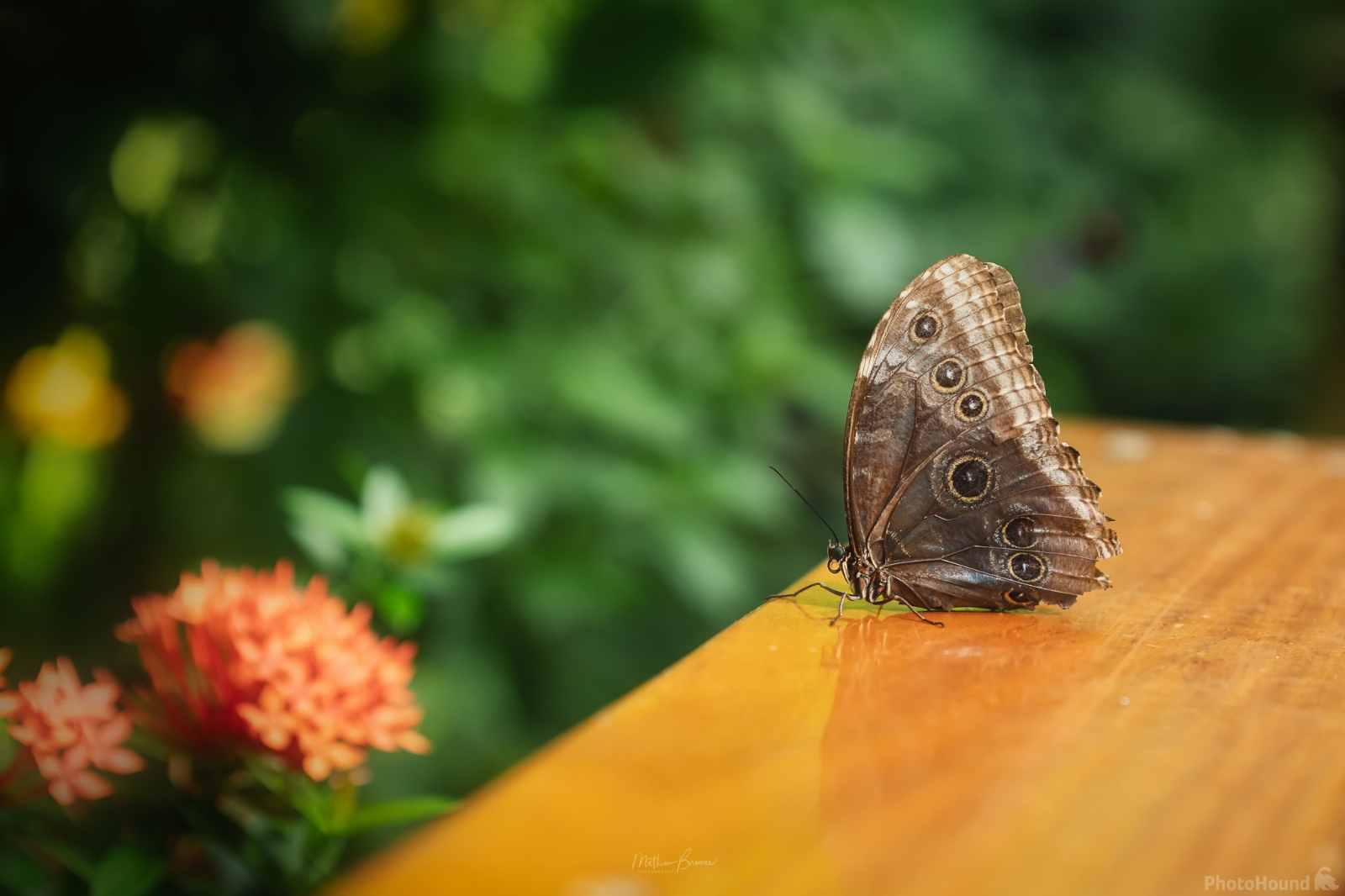 Image of Key West Butterfly and Nature Conservatory by Mathew Browne