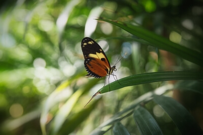 United States pictures - Key West Butterfly and Nature Conservatory