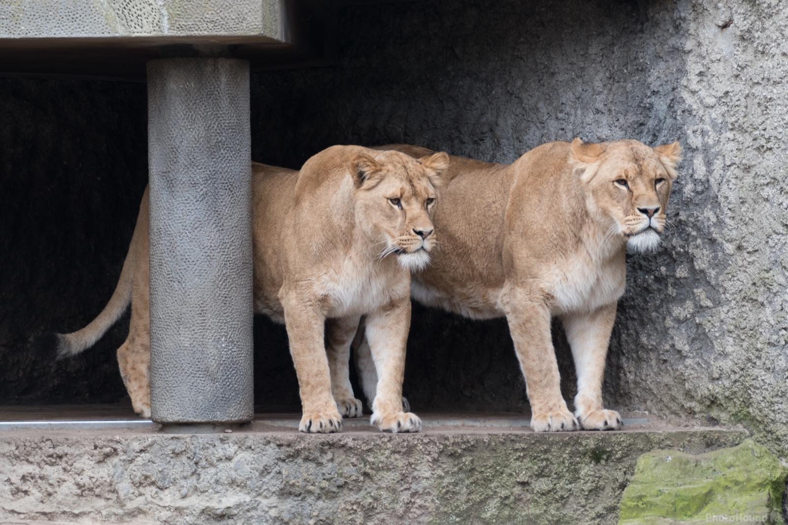 Image of Artis Royal Zoo by Mathew Browne