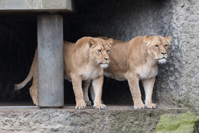 images of Amsterdam - Artis Royal Zoo