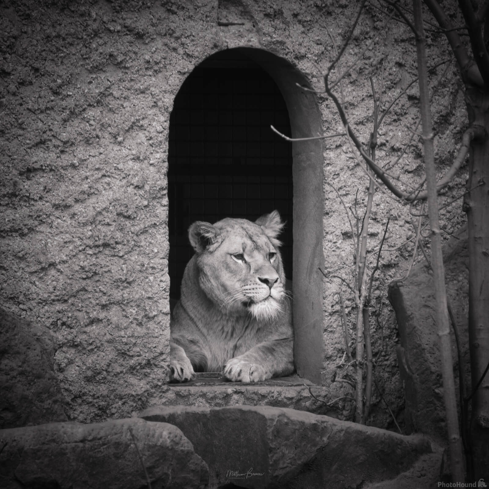 Image of Artis Royal Zoo by Mathew Browne