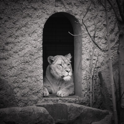 Netherlands images - Artis Royal Zoo