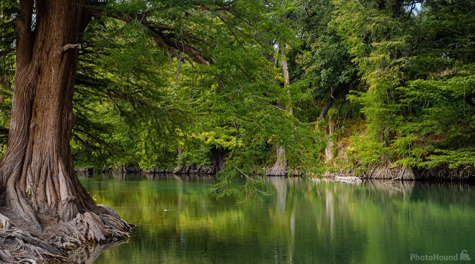 Image of Guadalupe State Park - Along the River by Jim Spickard