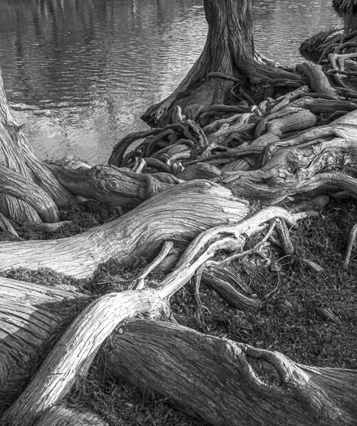 Bald cypress roots, b/w.  Downriver from the other photos.