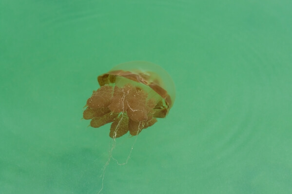 Jellyfish Lake at Pulau Kakaban