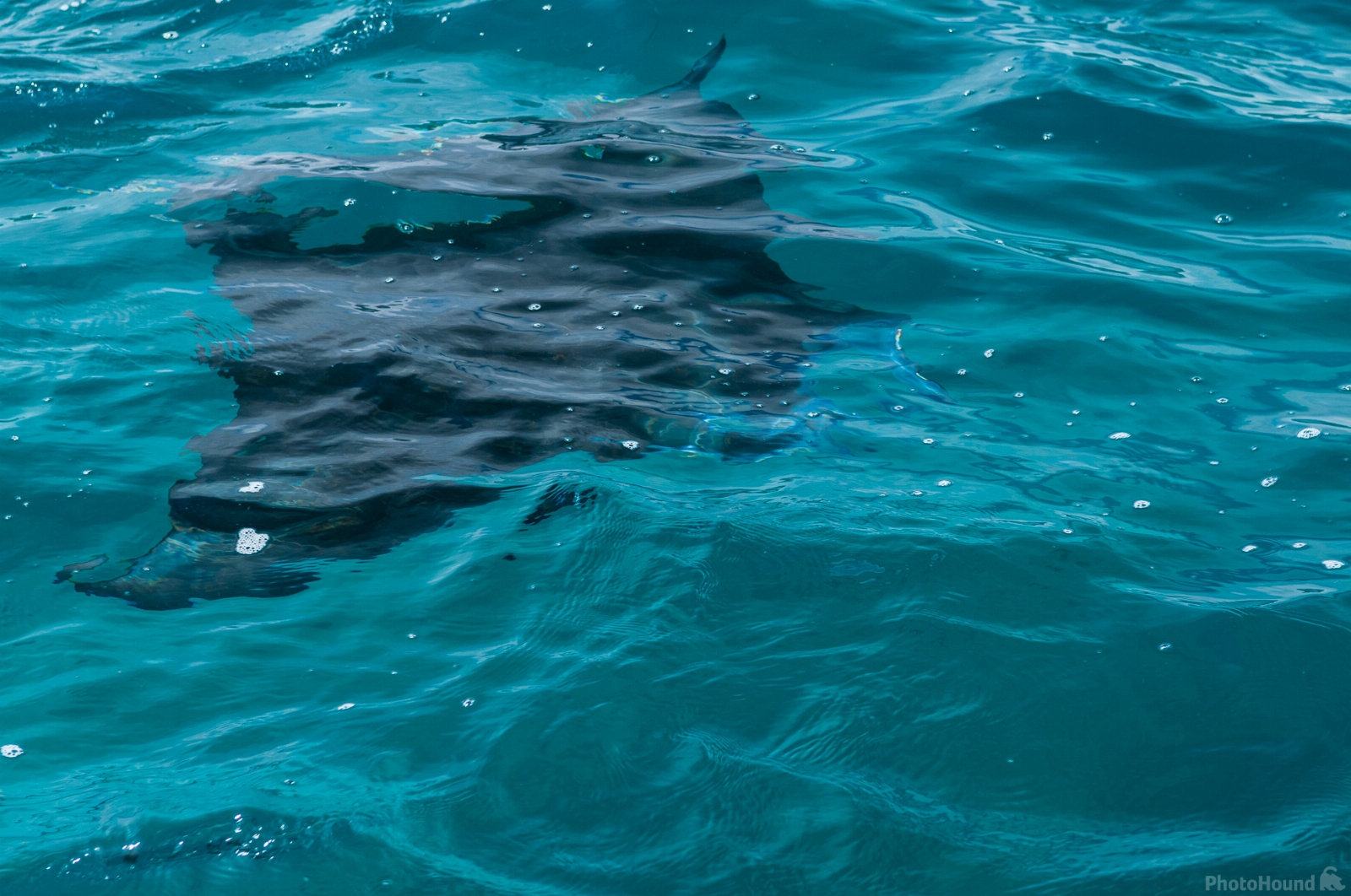 Image of Jellyfish Lake at Pulau Kakaban by Luka Esenko