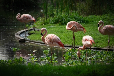pictures of Poland - Warsaw Zoo