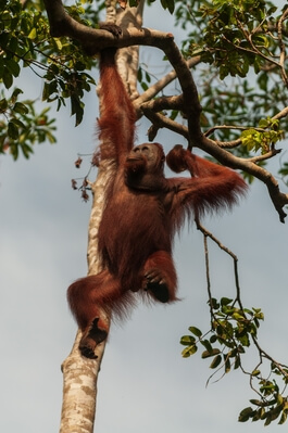 Wild orangutan in Tanjung Puting national park
