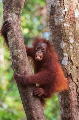 Baby orangutan at Tanjung Puting national park