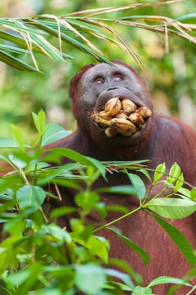 Orangutan with bananas