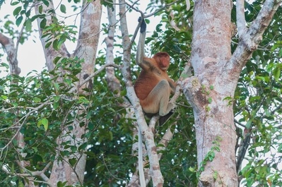 Proboscis monkey at Tanjung Puting national park