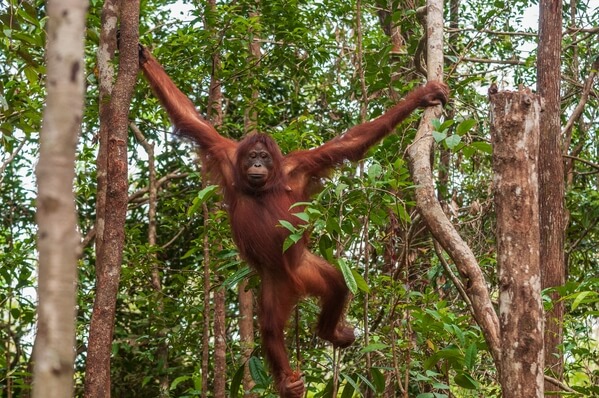 Orangutans at Tanjung Puting national park