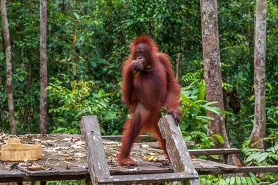 Orangutan feeding station in Tanjung Puting national park
