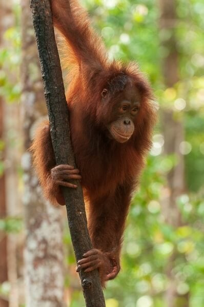 Juvenile orangutan at Camp Leakey