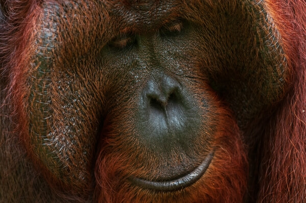 Big male orangutan in Tanjung Puting national park