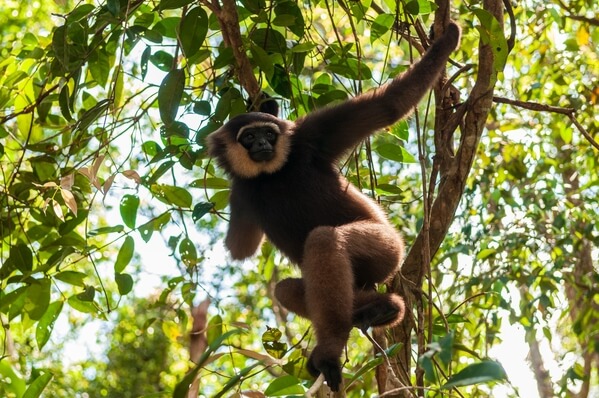 Gibbon in Tanjung Puting national park