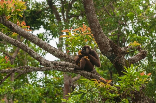 Gibbon eating bananas, Tanjung Puting national park