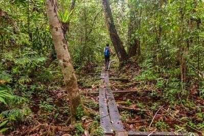 Tanjung Puting  peat swamp forest