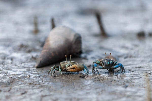 Small crabs at Tarakan