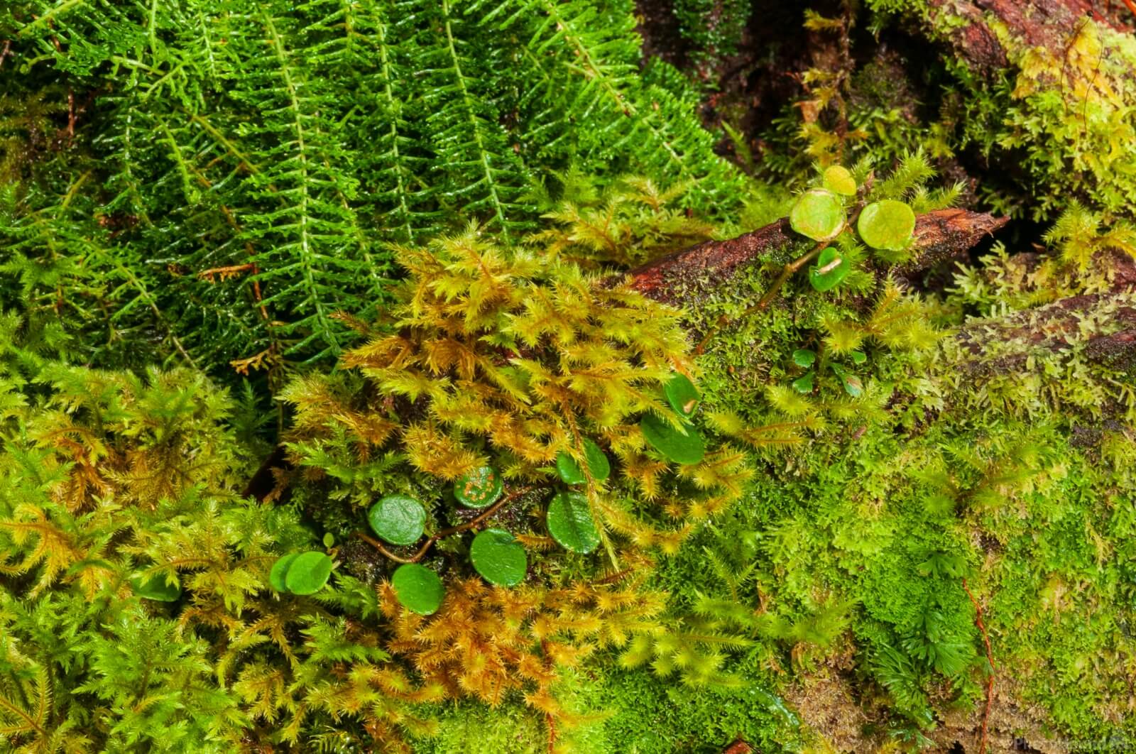 Image of Mt Kinabalu Walks and Botanical Garden by Luka Esenko