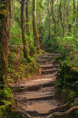 Mt Kinabalu Walks and Botanical Garden