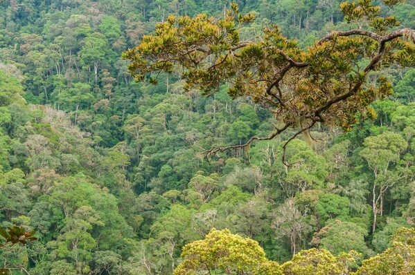 Mt Kinabalu Walks and Botanical Garden