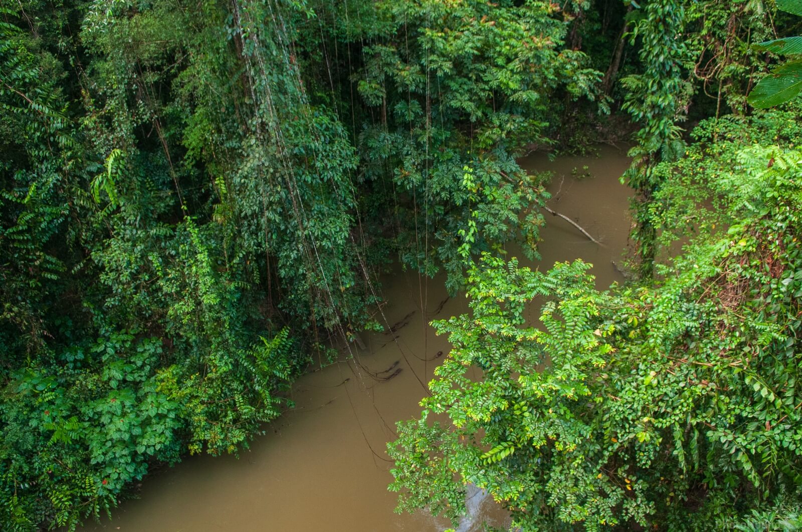 Image of Gunung Mulu Canopy Walk by Luka Esenko