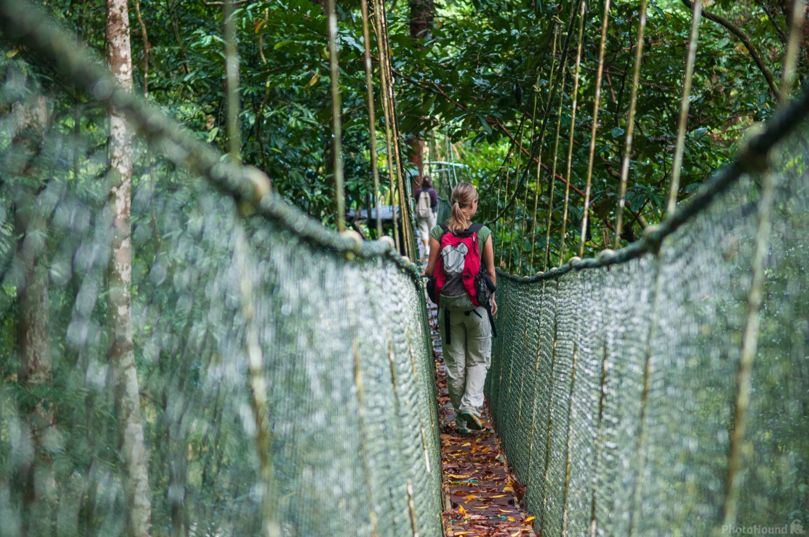 Image of Gunung Mulu Canopy Walk by Luka Esenko