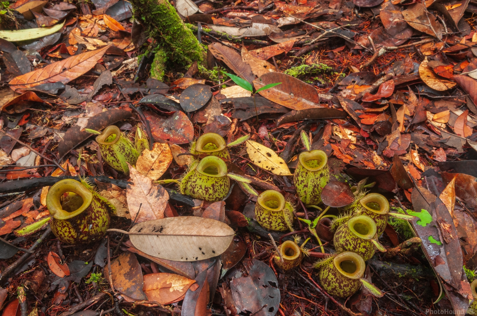 Image of Gunung Mulu Botanical Loop by Luka Esenko