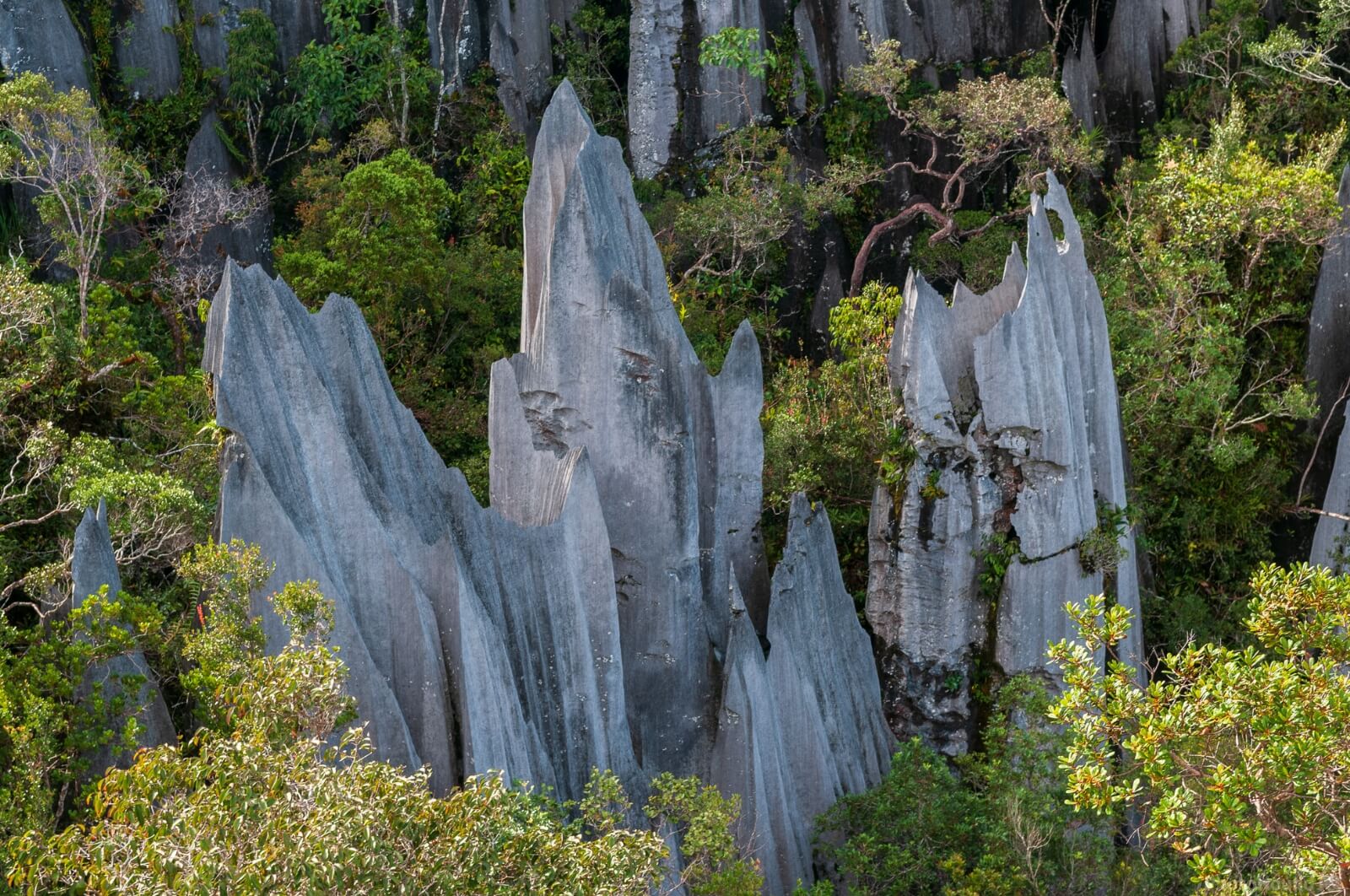 Image of Gunung Mulu Pinnacles Climb by Luka Esenko