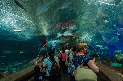 photos of Singapore - S.E.A Aquarium Sentosa Island