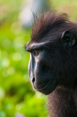 Crested black macaque (Macaca nigra) 