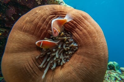 instagram spots in Indonesia - Bunaken National Marine Park Diving