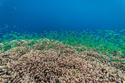 pictures of Indonesia - Bunaken National Marine Park Diving