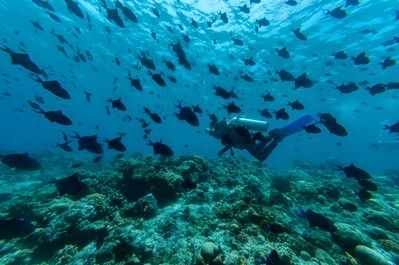 Indonesia images - Bunaken National Marine Park Diving