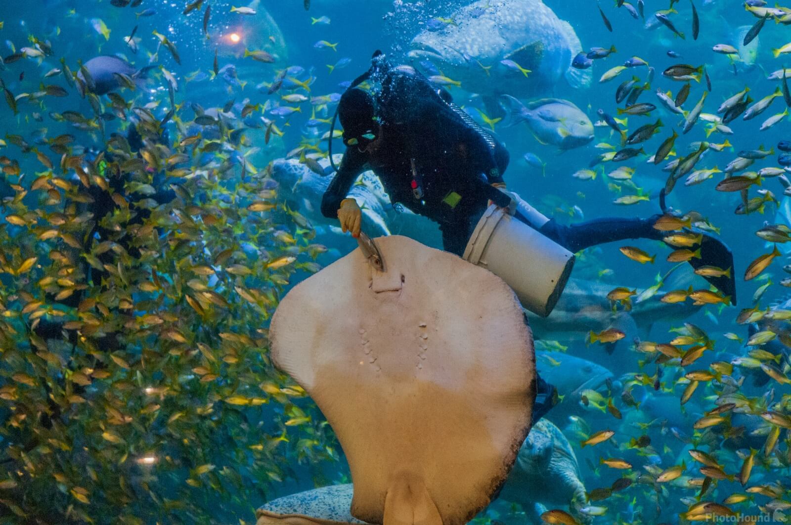 Image of Jakarta Aquarium by Luka Esenko