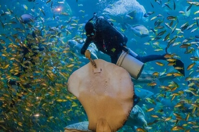 photo spots in Indonesia - Jakarta Aquarium