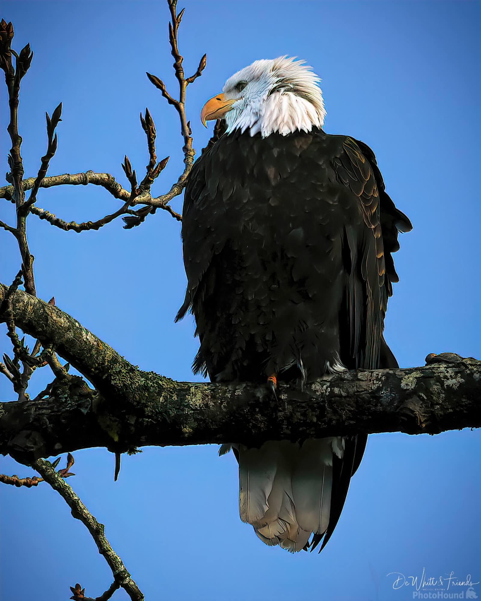 Image of Bald Eagle viewing, Nooksack River by Dale DeWhitt