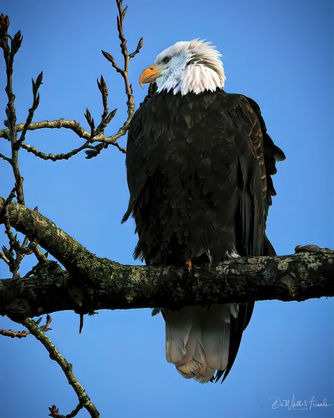 Bald eagle roosting just over the bridge on the Nooksack River