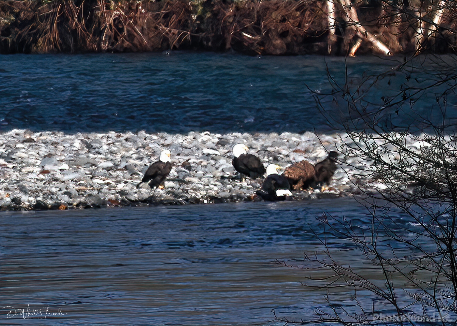 Image of Bald Eagle viewing, Nooksack River by Dale DeWhitt