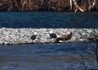 United States images - Bald Eagle viewing, Nooksack River