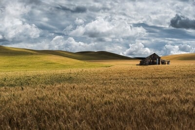 images of Palouse - An abandoned shed in Albion