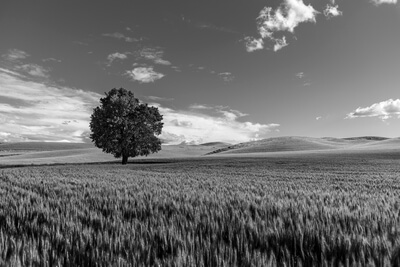 B/W version of lone tree on the west side of the road