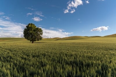 photography spots in Palouse - Old Steel Shed and Lone Tree