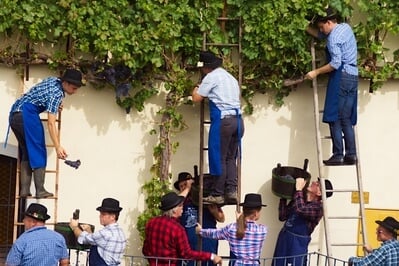 pictures of Slovenia - Ceremonial grape harvest of the Old Vine